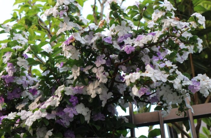 ナス科の熱帯低木で、地植えや鉢植えに向いています。花色は咲き始めは紫色で、だんだんと白に近くなっていきます。花数がとても多く、次々と花を咲かせます。