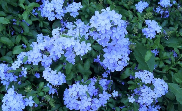 イソマツ科の半つる性低木で、フェンスなどに巻きつけて楽しむことができます。花色は白や明るい青紫色があります。大きさや形を調整しやすく、鉢植えでも楽しむことができます。