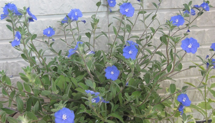 ヒルガオ科多年草（日本では一年草扱いされることが多い）で、鉢植えや寄せ植え、花壇、ハンギングなどに使われます。花色は青の1色のみです。
