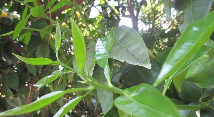 image(1)