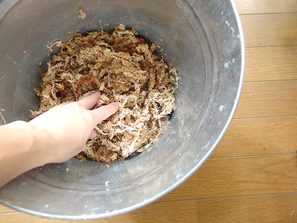 水ゴケの準備