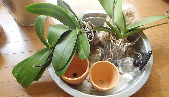 胡蝶蘭の植え付け