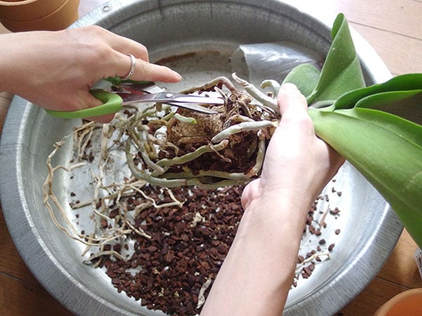 胡蝶蘭の痛んだ根っこのカット