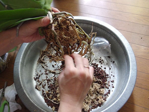 胡蝶蘭の植え付け準備