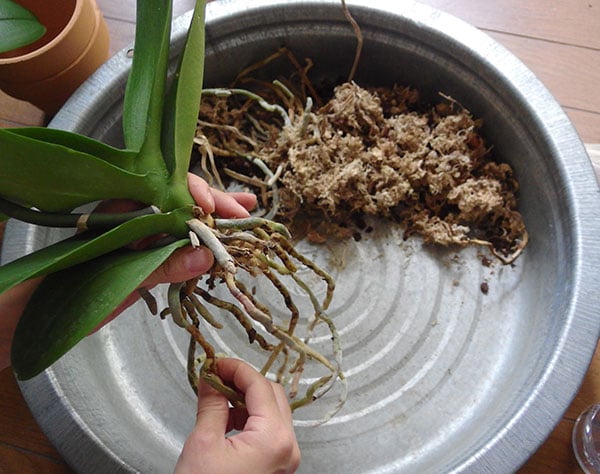 胡蝶蘭の植え付け前