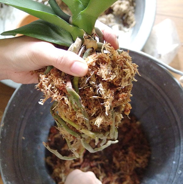 胡蝶蘭に水ゴケを付ける