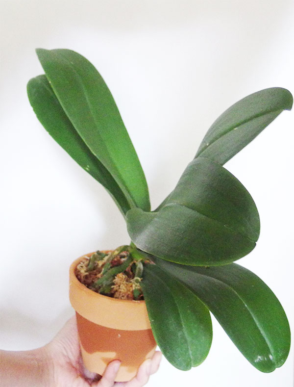 胡蝶蘭　水ゴケで植えつけ