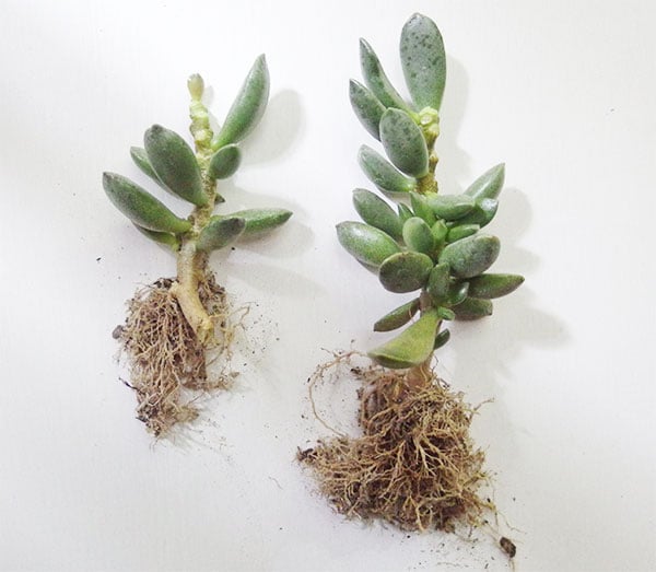 切り口を乾燥させてから新しい土に植えつけます。お水はすぐには与えないで、1週間から10日後にたっぷりと与えましょう。