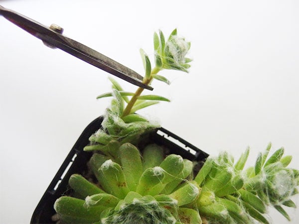 ハサミでカットします。清潔な新しい土に植えつけます。お水はすぐには与えないで、4,5日後くらいににたっぷりと与えましょう。