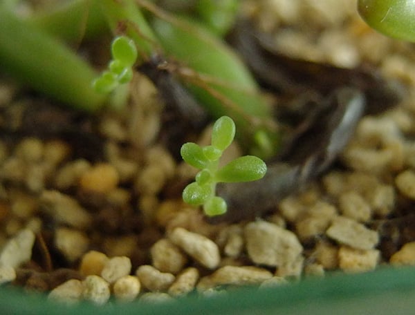 セダム・八千代の芽が出た状態。