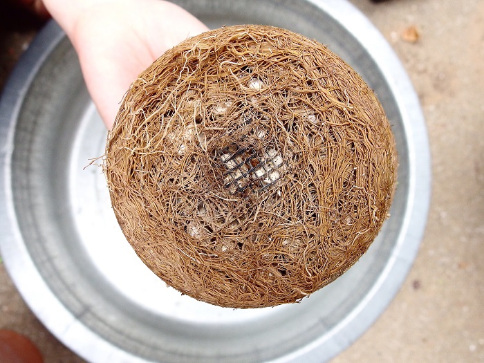 鉢から出してみると、根っこがパンパンに詰まってました。鉢底ネットも包み込んでいるほど根を張っています。