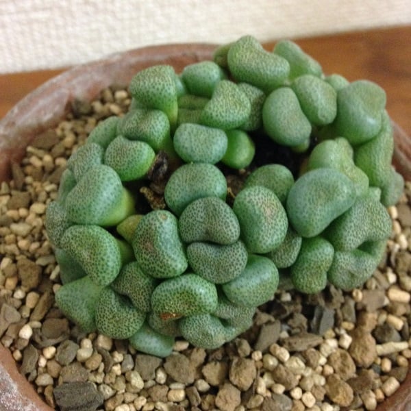 コノフィツム・メセン類  花車（はなぐるま）・稚児姿（ちごすがた）・碧魚連（へきぎょれん）・唐扇（とうせん）など