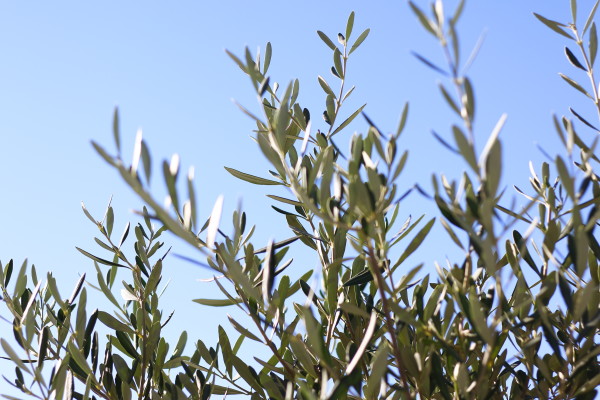 オリーブはモクセイ科オリーブ属の常緑高木。原産地は地中海地方や、中近東などです。庭のシンボルツリーとしても、鉢植えとしてベランダで育てることもできるためも人気が高いです。  品種名は「ルッカ」、「ネバディロ・ブランコ」、「アスコラノ」、「ミッション」などなど。オリーブに果実をつけさせるためには必ず二種類以上の品種を植えなければなりません。