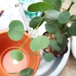 ハートの葉「ユーカリ・ポポラス」育てよう。植え替えや管理方法