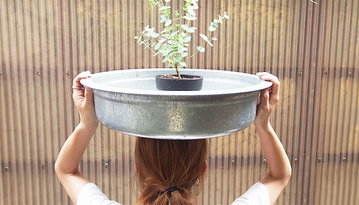 植物のいる暮らしにあると便利 たらい の活用術 Lovegreen ラブグリーン