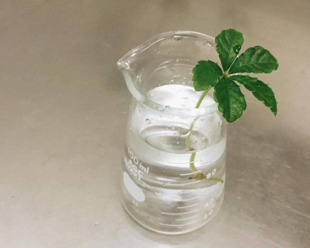シッサスの仲間、つる性の観葉植物「シュガーバイン」。５枚の葉っぱが丸く並んで垂れ下がる姿が可愛らしく、明るくナチュラルな雰囲気でどんなインテリアにもよく似合います。