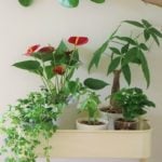 観葉植物とは？初心者向けの定番から個性派まで。人気の種類と基本の育て方