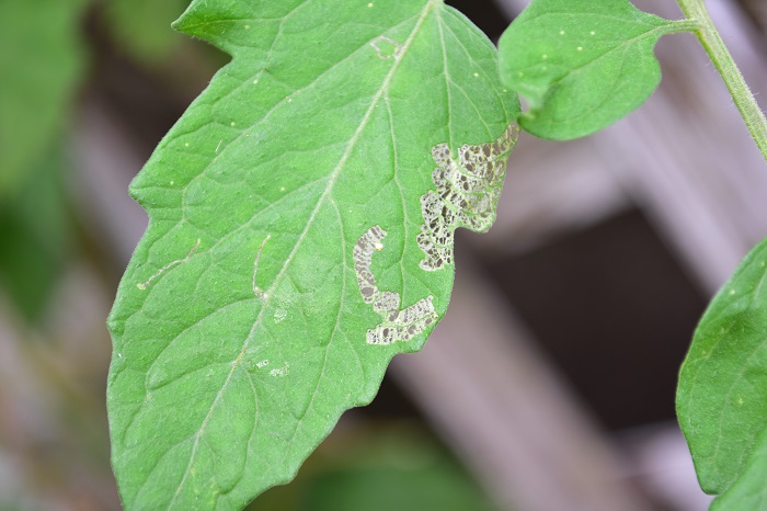 テントウムシダマシは成虫、幼虫共に葉の裏から葉の表皮を残して網目状に食害します。葉は、網目状になったり、透けてしまったります。ひどいときは茎や果肉も食害されてしまいます。