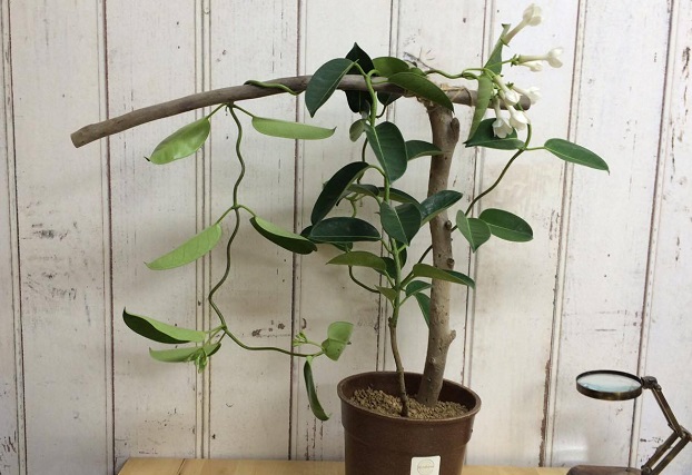 植え替えしてみよう 良い香りの マダガスカルジャスミン Lovegreen ラブグリーン