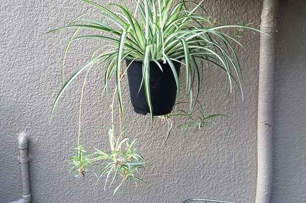 オリヅルランは二酸化炭素を浄化する効果が高いと言われています。  オリヅルランは丈夫で、初心者でも育てやすい観葉植物のため、初めての方にもおすすめの植物です。吊るして飾ってもよいですね。