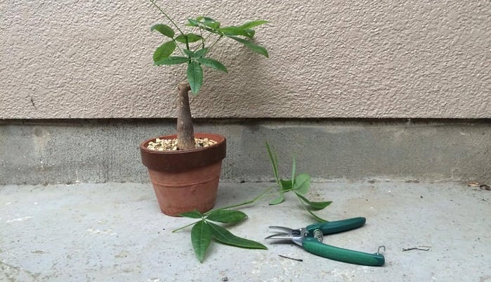 パキラ追加ありがとうございます。 パキラの剪定した枝を挿し木して増やす方法 | LOVEGREEN(ラブグリーン)