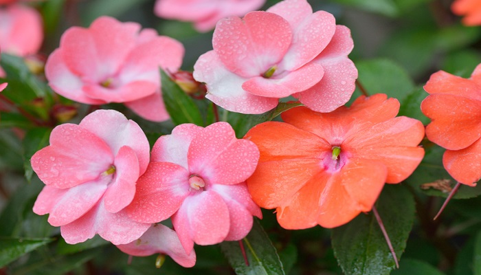 夏の花これから