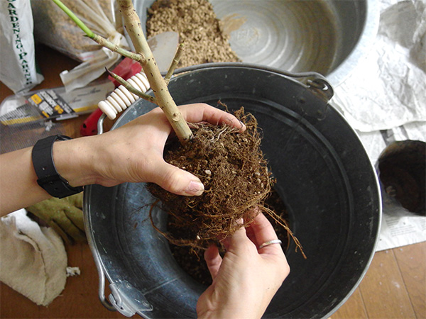 やさしく手で古い土を払いましょう。ウンベラータの根がポリポットでパンパンになっているときは、古い根はハサミでカットします。
