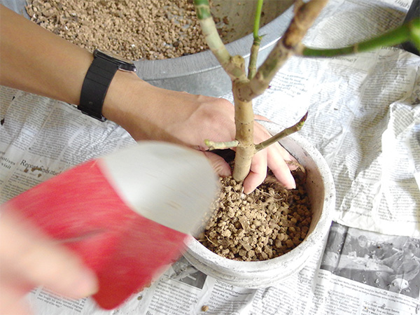ウンベラータを鉢に入れ用土を入れていきます。ウンベラータの根と土の間に隙間ができないように指やソイルスティック（割り箸などでもOK)を使って馴染ませながら植えていきます。