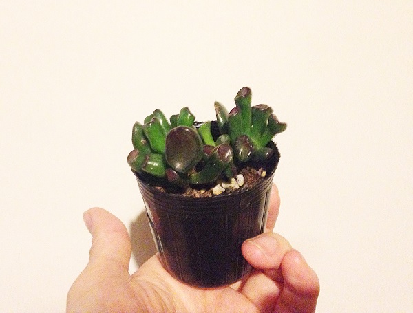 多肉植物　ゴーラム