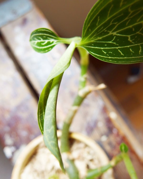 植えつけ時から約3カ月。お風呂の出窓（網戸で風通しは確保）で管理したジュエルオーキッド。ぐんぐん成長し、もうすぐ新しい葉が開きそう。  直射日光は避ける  ジュエル・オーキッドは直射日光が苦手。  室内の明るい場所で管理がよいでしょう。直射日光は「葉焼け」の原因になります。葉焼けは植物の日焼け状態になり、よくありません。日が強く当たる窓辺の場合は窓辺の場合はレースカーテン越しに置くようにしてもよいでしょう。美しい葉を保つために、明るい日陰で管理しましょう。   寒さと猛暑は苦手。  ジュエル・オーキッドは寒すぎも、暑すぎも苦手ですが冬場は暖かい場所で管理しましょう。窓辺での管理の場合は冬場は気を付けましょう。冬の窓辺は外気と同じくらいの気温の場合もあります。温度計で気温がどれくらいかを確認しましょう。
