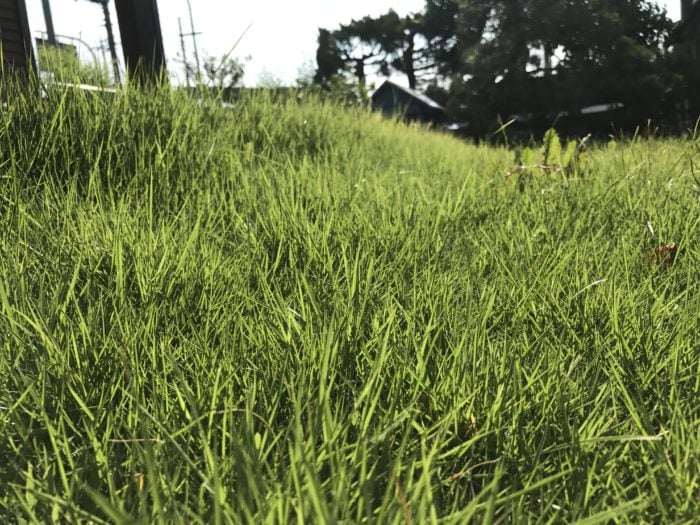 さて、芝生の手入れの全体像が分かったところで、今度は1年間の芝生のお手入れについて見ていきましょう。  今回は日本芝の高麗芝の年間スケジュールについてご紹介します。  除草に関してはご家庭の芝生ということで、健康、安全面を重視し、除草は除草鎌などを使い、手で抜くことをお勧めしております。  どうしても除草剤を使いたい場合は、高温期には使用できないものもありますので、使用上の注意をよくご覧になってからご使用下さい。