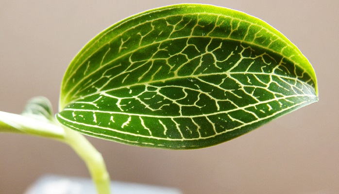 育てられる宝石 葉が輝く植物 ジュエル オーキッド とは Lovegreen ラブグリーン