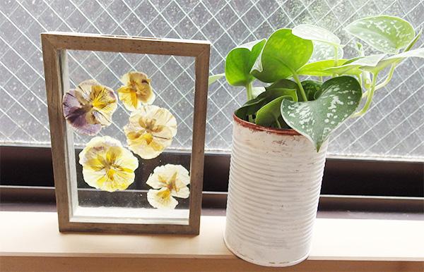 白には観葉植物を。シラフカズラを合わせて。シャビーシックなスタイルによく合いそう。 空き缶の表面がガタガタしていないものは、英字を書いたりしても良さそう。ガタガタの場合はデコパージュなどで好みのペーパーを貼っても。いろいろな缶で試してみてくださいね。