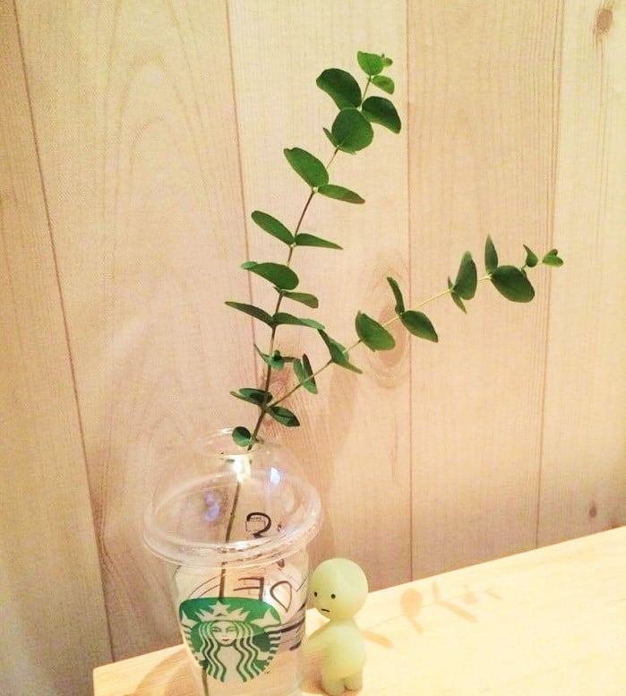 切り花としても売られているユーカリはお水に入れて飾ることもできます。