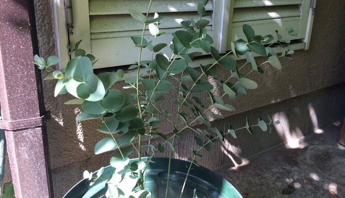 伸びすぎてしまったユーカリ。  枝の密度が高くなると蒸れて虫が発生することがあるため風通しを良くする目的と、根が浅く張るため重心が木の上部にあると風で倒れて枯れてしまうことがあるため軽くする目的で、剪定することにしました。