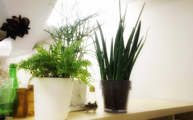 蛍光灯の光で育ちやすい 日陰と寒さに強い植物7選 Lovegreen ラブグリーン
