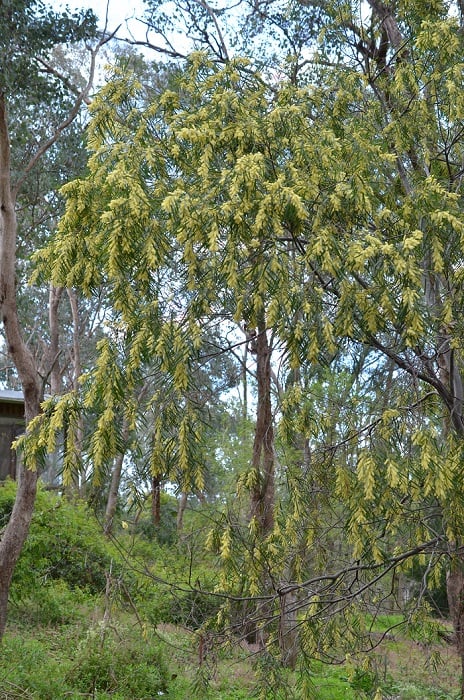 2016acacia1