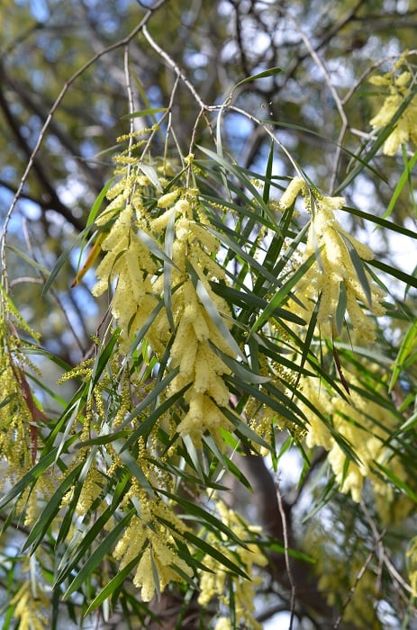 2016acacia2