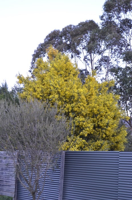 2016acacia3
