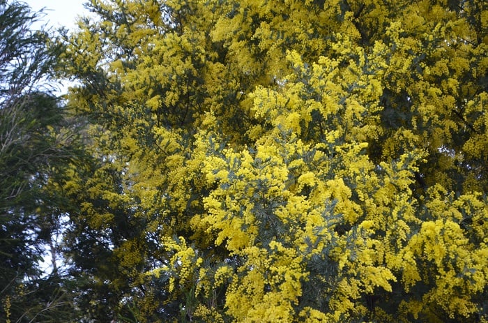 2016acacia4