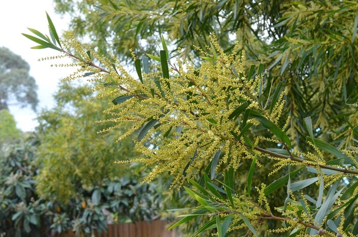 2016acacia5