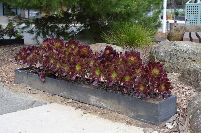 2016plants2