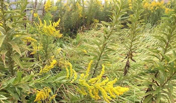 アレロパシー作用の植物として、例えば雑草という認識の高い「セイタカアワダチソウ」でご説明します。