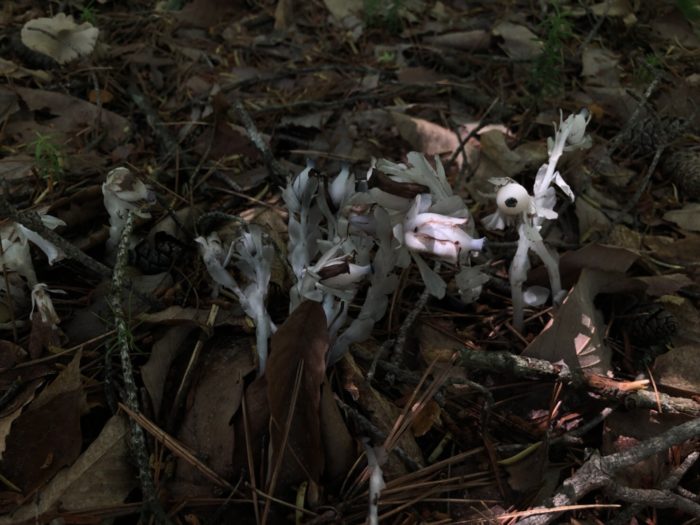 ※新エングラー体系ではイチヤクソウ科に、APG分類体系ではツツジ科に含めるようです。  目玉の親父のような愛らしいような、気味の悪いような風貌のギンリョウソウですが、全体が白色で葉緑体をもたない菌根植物です。葉は白いうろこ状に退化しているところから、竜の鱗にたとえられ銀竜草と呼ばれるようなったようです。別名はユウレイソウといわれ、こちらも納得のネーミングですね。  同じ仲間で、ギンリョウソウモドキというのもあります。ギンリョウソウとギンリョウソウモドキの違いは、前者の実は果実のようになるのに対し、後者は放射状に種が出来ます。また、花弁の縁がギンリョウソウではなめらかなのに対して、ギンリョウソウモドキは細かく裂ける特徴があるようです。  なかなか見分けるとなると難しいですが、じっと眺めたくなる本当に目玉の親父に似た野草ですね。