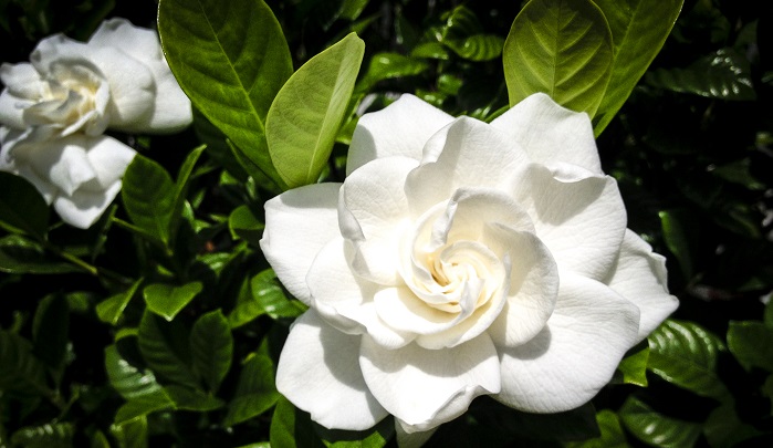 すべての美しい花の画像 エレガント初夏 の 白い 花