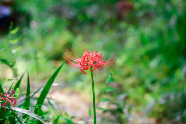 彼岸花 ヒガンバナ の花言葉 種類 特徴 色別の彼岸花の花言葉 Lovegreen ラブグリーン
