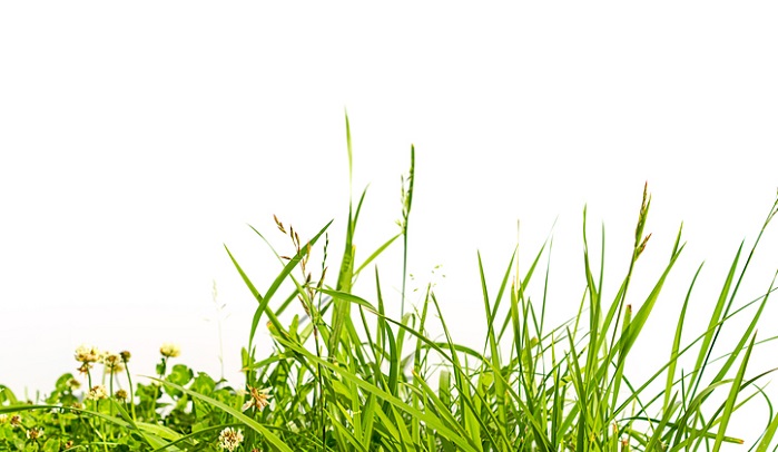 雑草の種類を知って、お庭の芝生の除草対策。  LOVEGREEN(ラブグリーン)
