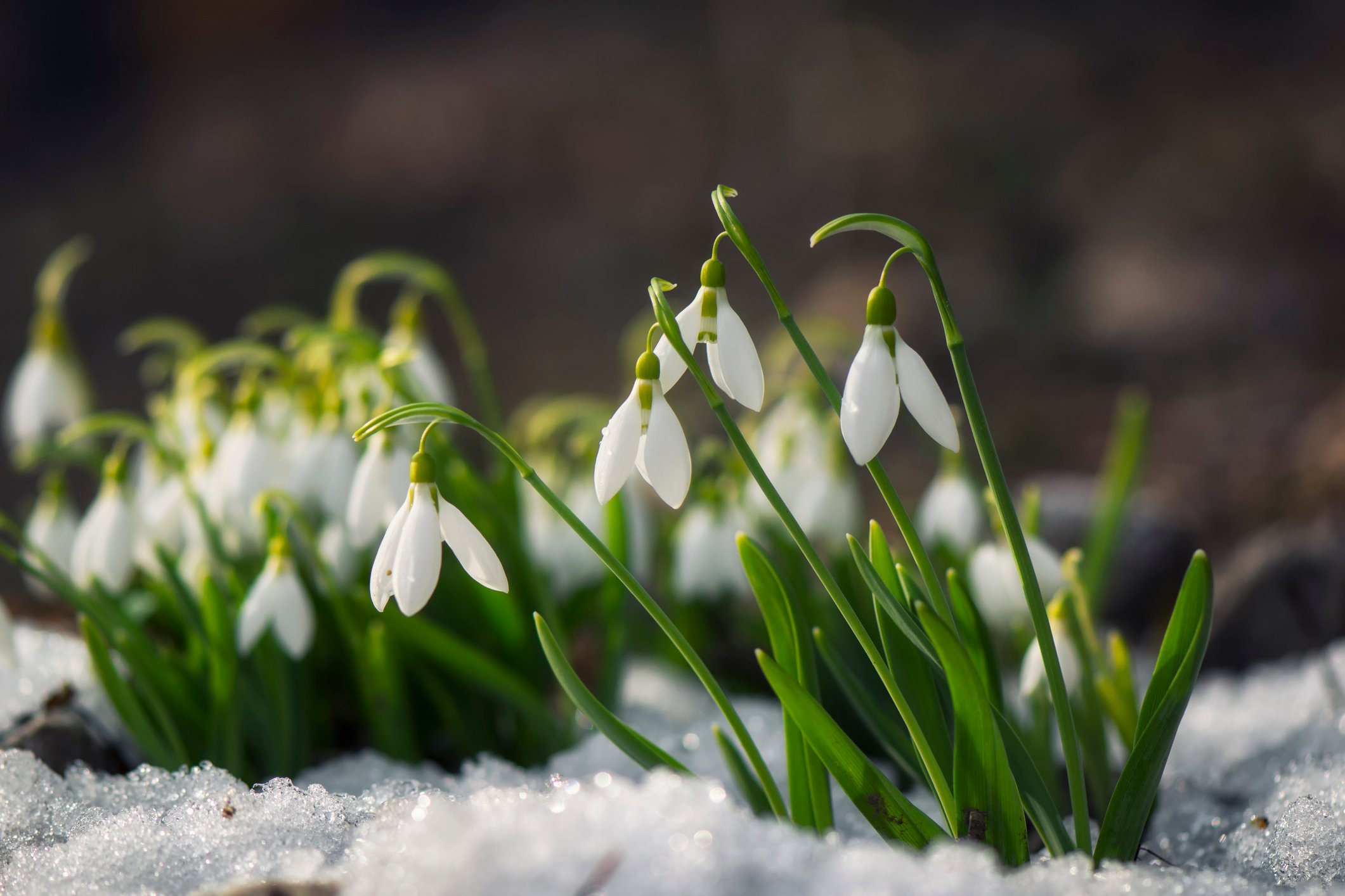 スノードロップは、雪がのこるほどの寒い時期から可愛らしい純白の花を咲かせる球根植物です。スノードロップが咲くと春が近いと言われていることから、春の使者という別名もあります。朝になると花を開き、夕方になると花を閉じます。  スノードロップは簡単に育てることができ、地植えなら特別な手入れをしなくても大丈夫です。風通しの良い明るい半日陰を好みます。耐寒性に優れた植物なので、冬の暖かい部屋などには置かないように注意しましょう。