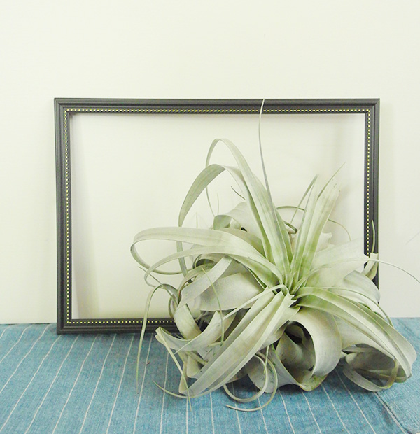 frame