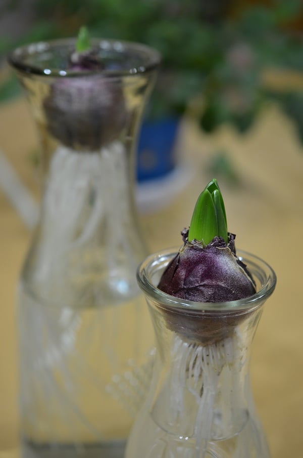 ヒヤシンスの芽が伸びてきたら今度は光が必要になるなのでダンボールから出して飾りました。保育園の子供達に見てもらうために下駄箱の上へ。芽もそうですが根の伸びがすごいです。ちょっと大きすぎ？ と思った100円ショップのカラフェ大が今となってはちょうど良い感じに。